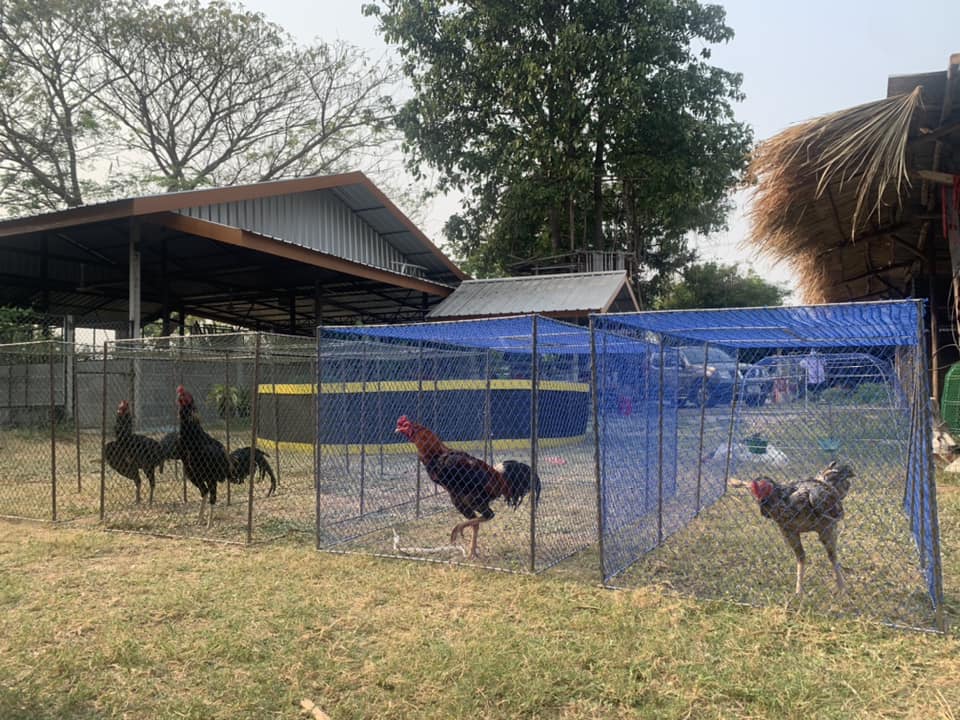 แสนโสภาฟาร์ม -thibaan-ไทบ้าน